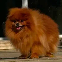 پامر خرسی وارداتی اورجینال