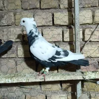 کبوتر پرنده به شرط