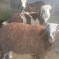 بره