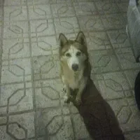 هاسکی زرد چشم یخی