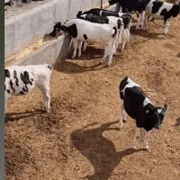 استخدام کارگر دامداری