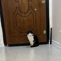 گربه اسکاتیش فولد ۷ساله|گربه|اندیشه, اندیشه فاز ۳|دیوار