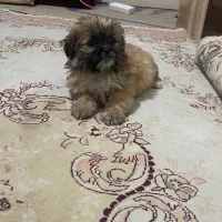 فوری فوری شاه توله پیکینیز|سگ|شهریار, اسدآباد|دیوار