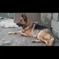 فروش سگ ژرمن شپرد