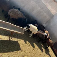 ۲۲راس بره ماده و نر بومی|حیوانات مزرعه|قم, شهرک امام حسین|دیوار