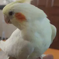 عروس هلندی دو ماهه آواز خوب میخونه روی دست هم میاد