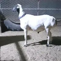 بره نر قوچی و ماده داشتی چینی قندوزی تربت جام|حیوانات مزرعه|بیرجند, |دیوار