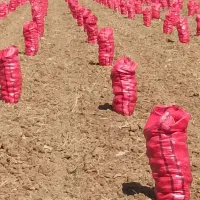 سیبزمینیدرجهیکعمدهفروشیشیراز