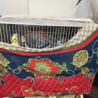 یه جفت طوطی عروس بالغ به همراه یه عدد مرغ عشق نر|پرنده|بهشهر, |دیوار