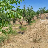 فروش باغ ۱۲۲۰ متری بهترین مسیر پل زمانخان|فروش زمین و ملک کلنگی|اصفهان, ملاصدرا|دیوار