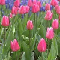 کار کارآموزی حسابداری