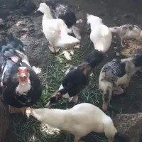 فروش کلی جزعی  انواع طیور شاقاجی|حیوانات مزرعه|سنگر, |دیوار