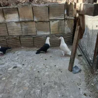 کله سفید.دوکت پلاکی|پرنده|مبارکه, |دیوار