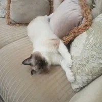 نژاد هیمالین