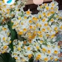 فروش پیاز گل نرگس وگلدان نرگس قبل از گل دادن