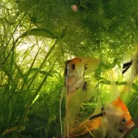 آکواریوم گیاه ماهی|ماهی|کرمان, |دیوار