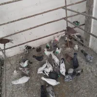 کفتر قم بشرط پرش سنگین بار2شنبه جدا کن فقط100هزار|پرنده|کرج, خرمدشت|دیوار