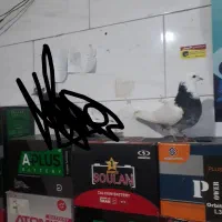 نر تهرانی|پرنده|بروجرد, |دیوار