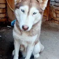 دو سگ هاسکی  نر وماده