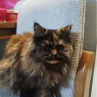 بچه گربه نژاد پرشین اصل فروش فوری