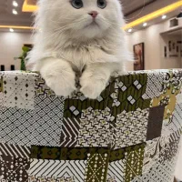 واگذاری گربه پرشین عقیم شده|گربه|اراک, |دیوار