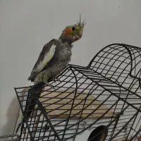عروس هلندی