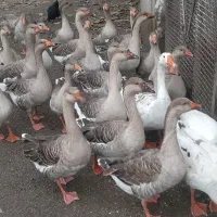 غاز و بوقلمون|حیوانات مزرعه|لوندویل, |دیوار