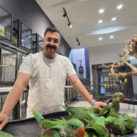 شاه طوطی راهب ملنگو روزیلا کاسکو سنگال اقساط