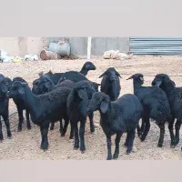 بره ماده قره قزل گوسفند میش قوچ شیشک افشار|حیوانات مزرعه|زنجان, |دیوار