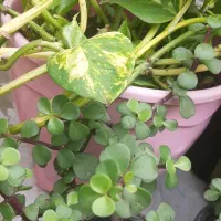 گلهای طبیعی|گل و گیاه طبیعی|رشت, خمیران زاهدان|دیوار