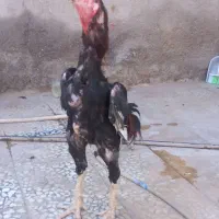 خروس لاری ترک