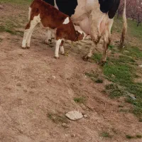 گاو مونت بیلیارد شیری جوان با گوساله هرفورد ماده