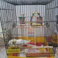 دو عدد عروس هلندی