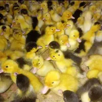 فروش جوجه یکروزه محلی ، رنگی و اردک ب صورت عمده|حیوانات مزرعه|اهواز, حصیرآباد|دیوار