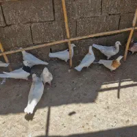 طوقی