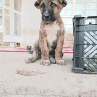 سگ افغان نگهبان اصیل