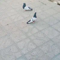 نروماده سینه سیاه جوون پرشی به شرط همه چی|پرنده|قوچان, |دیوار