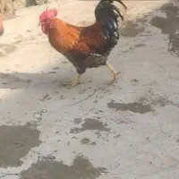 خروس چاق خیلی خوبه