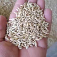 جو محلی بذری تمیز وچاق