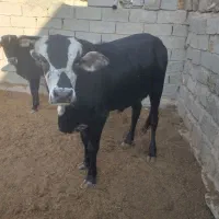گوساله نر نافی و گوساله ماده|حیوانات مزرعه|زهک, |دیوار