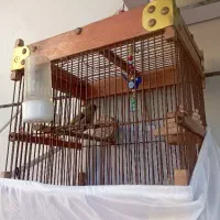 دورگ
