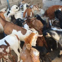 کهره گیسه بز خود بندرعباس با قصابی رایگان