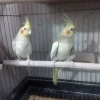 یک جفت عروس هلندی نروماده مولد|پرنده|رباطکریم, نصیرشهر|دیوار