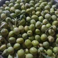 زیتون خام و درشت درجه یک