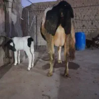 گاو هلشتاین فوق العاده شکم دوم