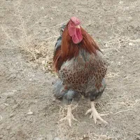 خروس آمریکایی