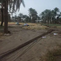سلام دوستان یک عددکبوترطوقی گم شده دوروزپیش