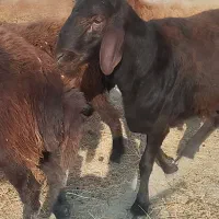 بره قوچی اصیل افشار