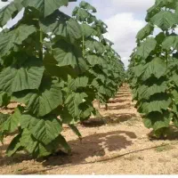 سایه انداز نهال دور از آفت نهالستان سخت جان درخت