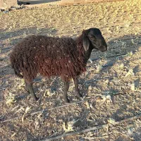 بره نر|حیوانات مزرعه|هشتگرد, شهرک سهیلیه|دیوار